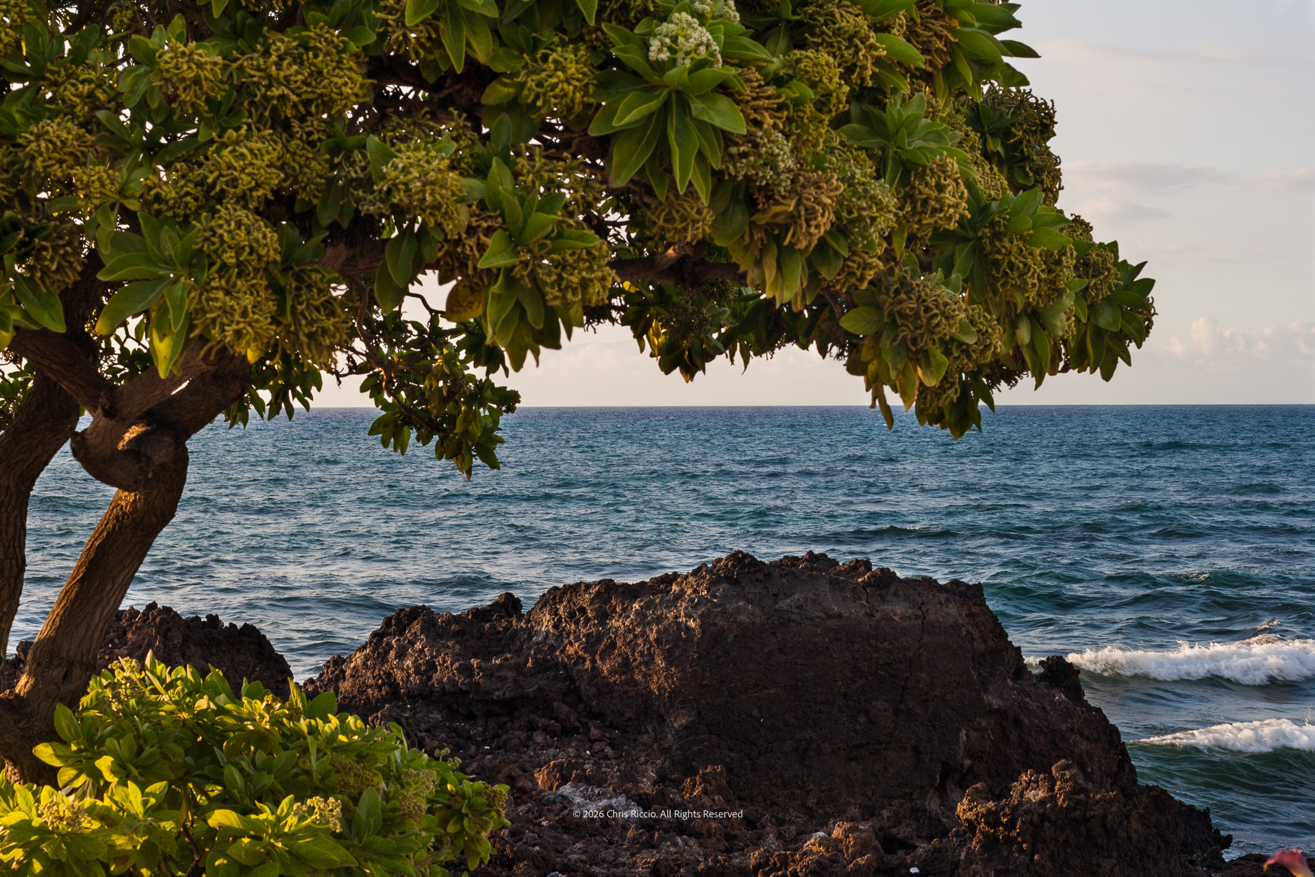 Cliffside Tree
